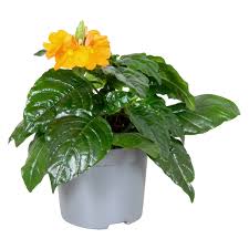 Image result for Crossandra infundibuliformis