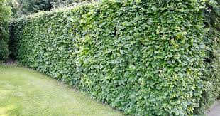 Leider kommen wir aufgrund einer kleinen planänderung für dieses jahr nicht so schnell im garten. Heckenpflanzen Die 5 Besten Arten Fur Den Naturgarten Mein Schoner Garten