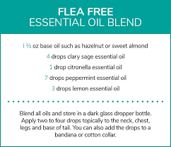 4 Natural Flea Tick Repellent Recipes For Your Dog Tick Repellent Tick Repellent For Dogs Flea And Tick