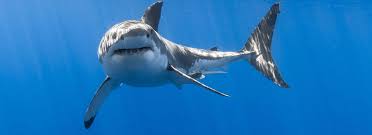 3d illustration great white shark swimming underwater. Shark Cage Diving With Great White Shark Tours