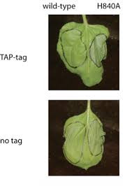 Impact of resident participation in surgical operations on. Https Pure Uva Nl Ws Files 4273276 56662 08 Pdf