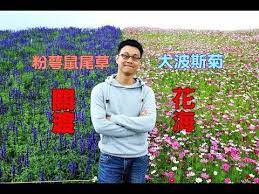2018台北花海旅遊景點 關渡花海一大片的紫色鼠尾