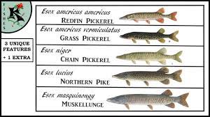 Heavy casting for bass with oversized baits or rigs: Muskie Pike And Pickerel Telling Them Apart W O Using Colorations Koaw Nature Fishing Helper Youtube