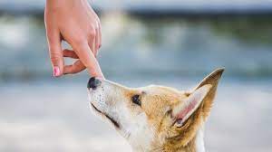 Check spelling or type a new query. Ini Pandangan Ulama Perihal Najis Anjing