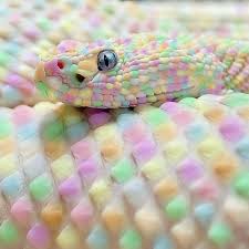 Easter Snake Rare Animals Albino Animals Cute Reptiles