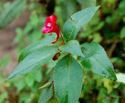 Image result for Impatiens salpinx