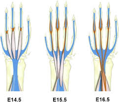 Terms in this set (41) medial epicondyle and coranoid process. Repositioning Forelimb Superficialis Muscles Tendon Attachment And Muscle Activity Enable Active Relocation Of Functional Myofibers Sciencedirect