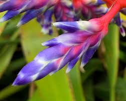 Cc0, c1, flower, plant, bromeliad, colors, free photos, royalty free Aechmea Blue Tango Gardensonline