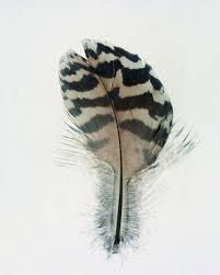 That Kind Of Woman Feather Art Feather Color Film