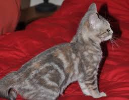 Black And Grey Tabby Cat Personality The Glorious Tabby Cat Personality Pattern History Savvy Pet Care Tabby Cat Tabby Cats