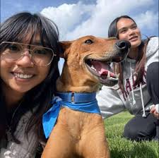 Does your dog love sticking their head out of the window?
