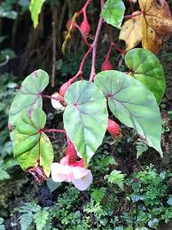 Image result for Begonia meyeri-johannis