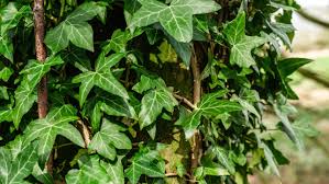 Maybe you would like to learn more about one of these? 10 Perennial Vines For Shady Areas