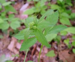 Image result for Sanicula