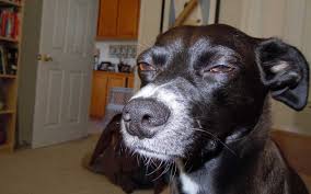 Camilita | Página 13 | ElAntro