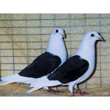 Black And White Pigeon Name A Color Variation Of The Black Eagle Black Over Wings Back Saddle Area Powerful Reliable Flyer Black Eagle Racing Pigeons Pigeon Cage