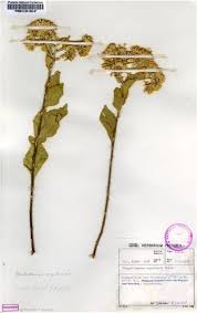 Image result for Distephanus divaricatus