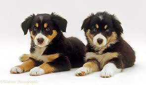The looks and color of this designer breed may vary, but the border collie and acd have similar personalities. Dogs Two Tricolour Border Collies Puppies Photo Wp24530