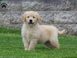 Golden Retriever Puppies For Sale Greenfield Puppies Retriever Puppy Golden Retriever Puppy Golden Retriever