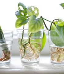 Propagation 101 Babies Making Babies The Zen Succulent Durham S Neighborhood Plant Gift Shop Plants In Jars Cheese Plant Propagating Plants