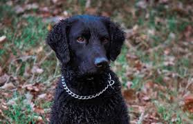 Neo is medium energy, very dog friendly and smart as a whip. Curly Coated Retriever How Much Does A Puppy Cost Pettime