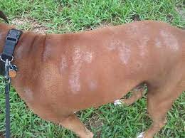 Exposed skin may become darkened. Dog Hair Loss Home Remedies The Complete Guide Holistapet Dog Grass Allergy Dog Skin Allergies Dog Allergies