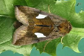 Image result for Autographa bractea