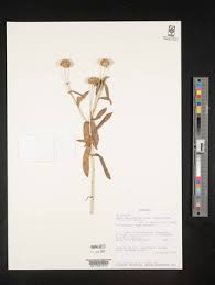 Image result for Athroisma gracile