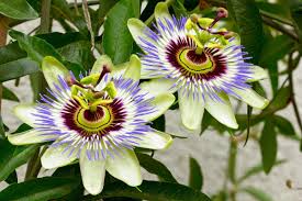 See more ideas about flowering vines, plants, planting flowers. Growing Flowering Vines Indoors Thriftyfun