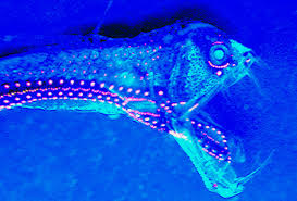 Image result for viperfish