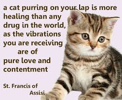 We have all heard that the purring of a cat in contact with us is very healing. Pets Pets Pets Babylon Beacon