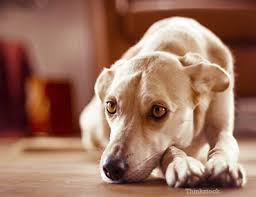 Maybe you would like to learn more about one of these? Bacterial Cystitis In Dogs