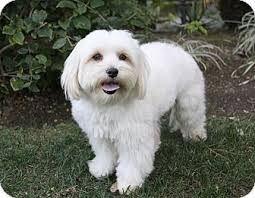 The havamalt is not a purebred dog. Montgomery Adopted Dog Newport Beach Ca Havanese Maltese Mix Havanese Maltese Mix Dogs
