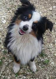Mini australian shepherd black and white. Miniature Australian Shepherd Dog Breed Information And Pictures