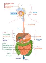 Gastrointestinal Tract Wikipedia