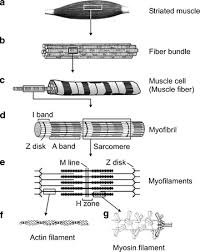 Label the picture using the words from the active vocabulary. Functional Anatomy Of Muscle Muscle Nociceptors And Afferent Fibers Springerlink