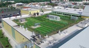 Used as a replacement of metal roofs, tiles or virtually any roof material, partly due to the lightweight system. Green City Growers Urban Farming Rooftop Farms