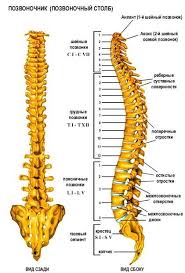 Anatomiya I Fiziologiya Pozvonochnika