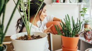 Quand Faut Il Rempoter Ses Plantes D Interieur Femme Actuelle Le Mag