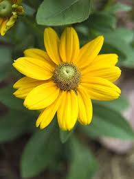 Check spelling or type a new query. Pin On Plants And Garden Yard
