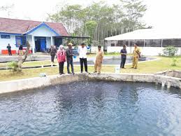 Kolam ikan minimalis dihalaman rumah untuk relax agar tidak stress wkwk. Dinas Perikanan Kabupaten Lumajang