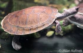 Зеленая короткошейная черепаха (Emydura branderhorsti) - описание, особенности, содержание