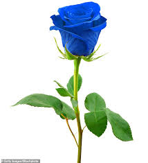 But as word of their discovery leaks standing shoulder height in front of them was a rose bush, thick with thorns and silky dark green alex and kate sheppard have just recently bought the grand old manor called the parsonage with its. What A Blue Min Shame Why We Are Unlikely Ever To See A Blue Rose Daily Mail Online