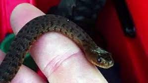 The green water snake is ovoviviparous. Baby Florida Green Water Snake Video Dailymotion Snake Green Florida