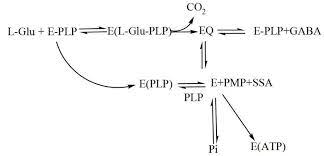 Download 12+ download template ppt yang bagus pictures png from lh5.googleusercontent.com. Microorganisms Free Full Text Glutamate Decarboxylase From Lactic Acid Bacteria A Key Enzyme In Gaba Synthesis Html