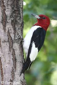 Bird With Red Head And Black And White Feathers Red Headed Woodpecker Woodpecker Beautiful Birds Pet Birds
