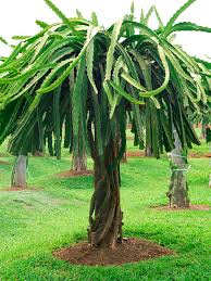 If you do use a container, use one that's 15 to a 24 in diameter, and at least 10+ deep, fitted with a climbing pole. Sweet Dragon Fruit Giant Red Dragon Sweetcanes Com