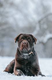Nature Attitude Beaux Chiens Bebe Chien Photo Chien