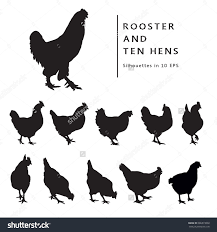 Black And White Hen Hen And Rooster Black And White Image Set Of Isolated Silhouettes Chicken Illustration White Image Rooster
