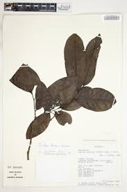 Image result for isolona lebrunii